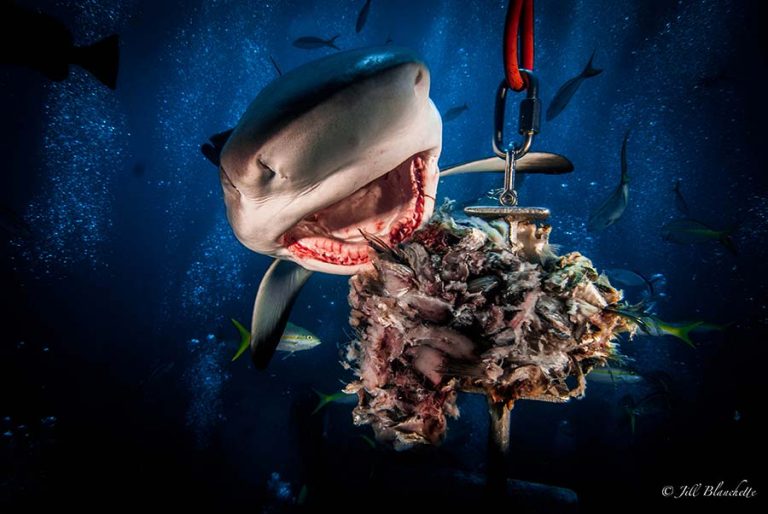 Shark dive in the Bahamas aboard diving liveaboard Aqua Cat