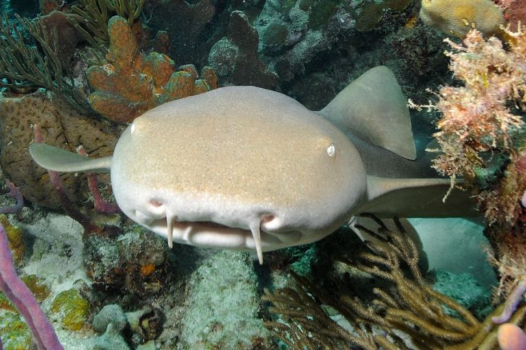 A nurse shark on an Exumas reef