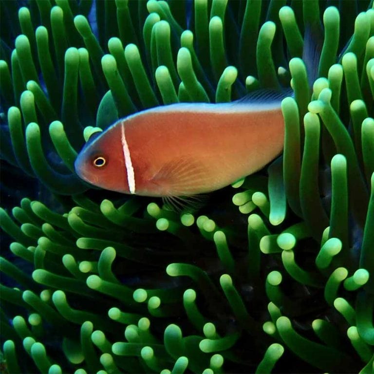 A clown fish are one of many species divers will find