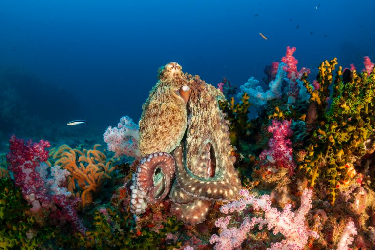 Octopus,Soft Coral,Misool,Raja Ampat,Dive Liveaboard,Indonesia Diving