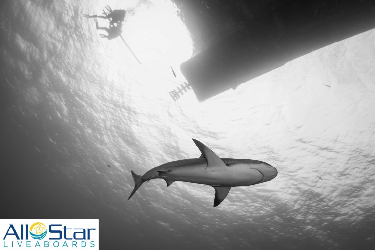 Reef shark below divers on the dive liveaboard Aqua Cat