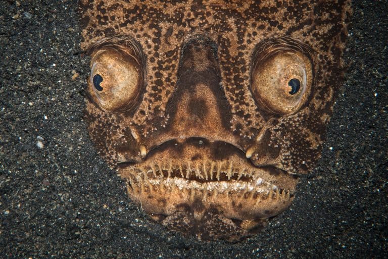 Stargazer fish in the muck in Raja Ampat, Indonesia