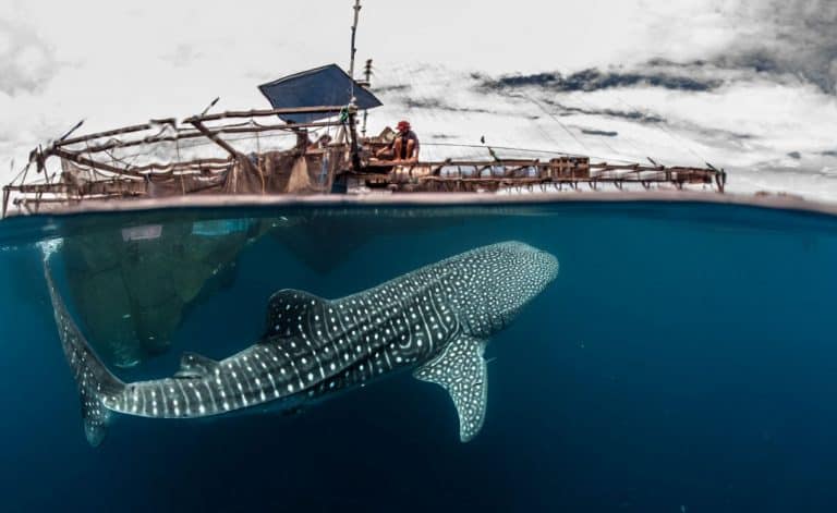Whale shark at a bagan fishing platform in West Papua, Indonesia