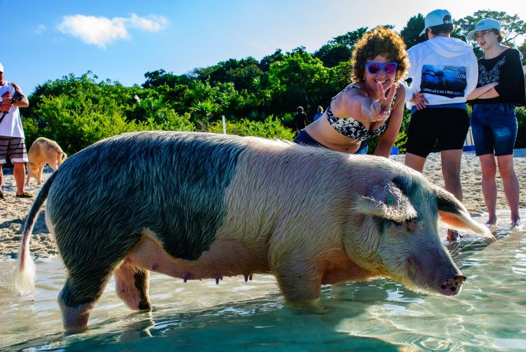 An Aqua Cat passenger visiting the swimming pigs of the Bahamas on a shore excursion